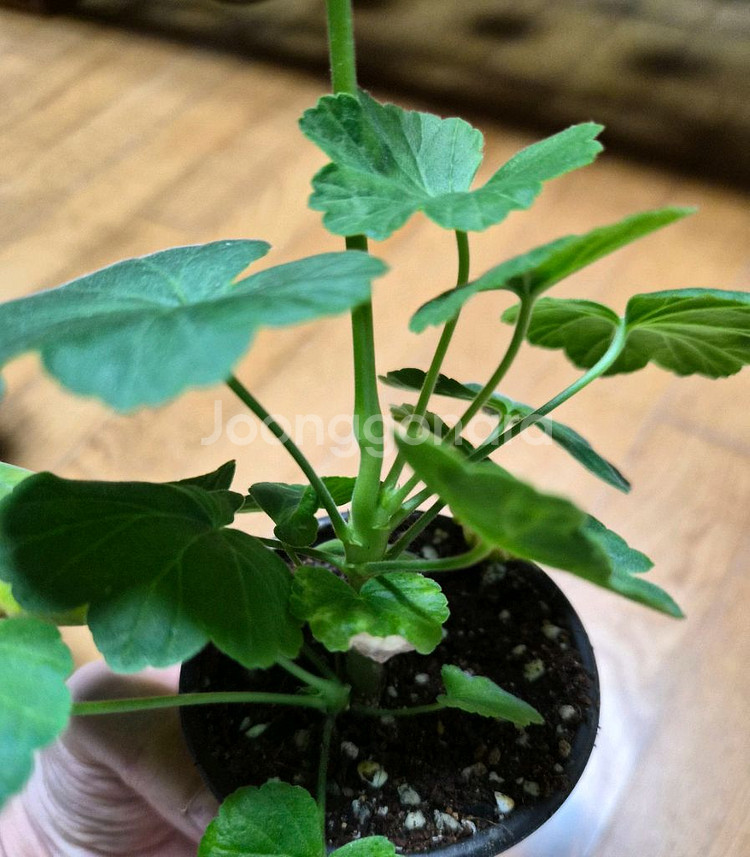 비비피에트 제라늄--1