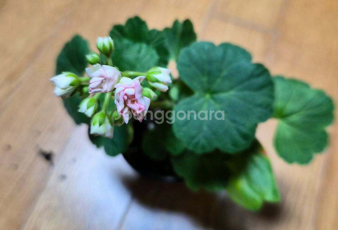 비비피에트 제라늄--2