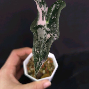 알로카시아 노빌리스 화이트핑크 바리에가타