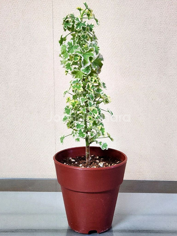 흰무늬크리스펌 제라늄--1