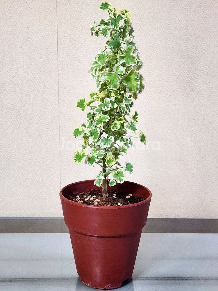 흰무늬크리스펌 제라늄--3