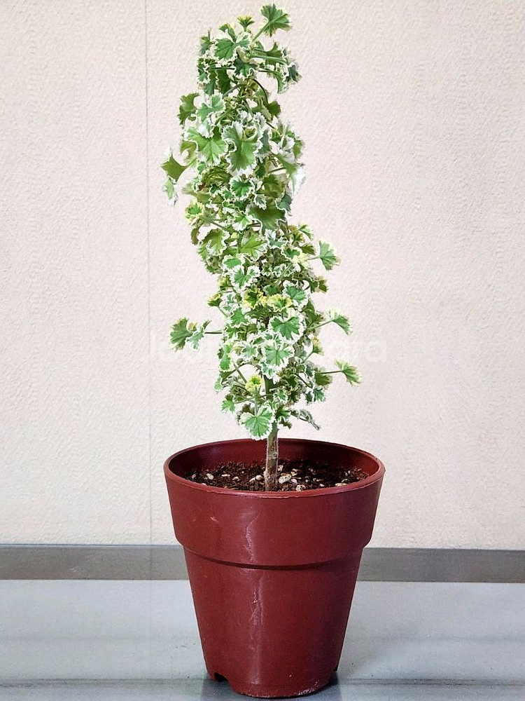 흰무늬크리스펌 제라늄--2