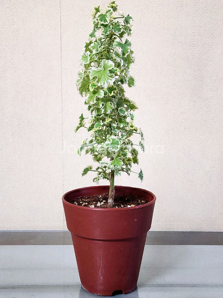 흰무늬크리스펌 제라늄--0