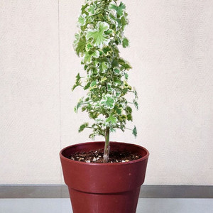 흰무늬크리스펌 제라늄