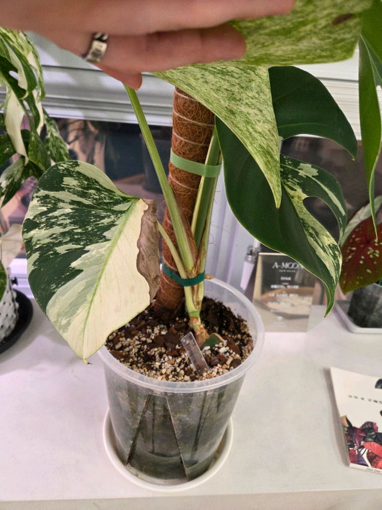 마지막 가격다운 몬스테라 믹스드민트 분양합니다.--2