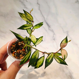 호야 라쿠노사 바리에가타 1번