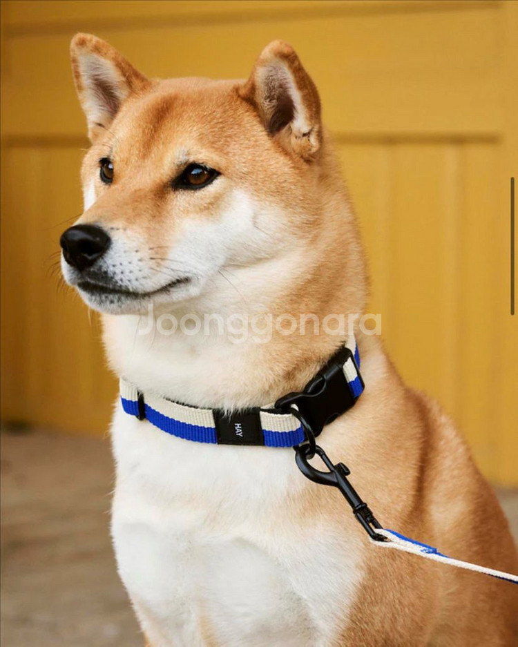 hay 강아지 목줄 미사용품 택포--2