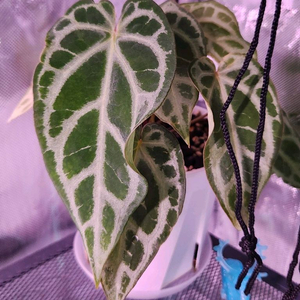 안스리움 셀비실버