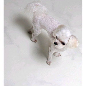 휴팡 강아지 매트 15T 1.1*5m 클라우드 마블 아이보리