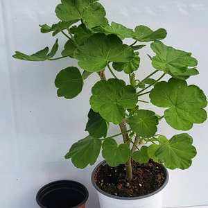 제라늄 송향기 대품