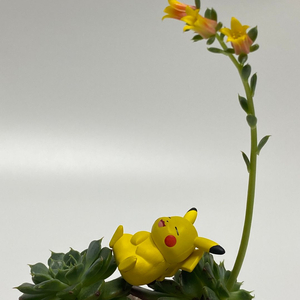 반다이 컵안의 포켓몬 4탄 피카츄 캡슐토이 가챠