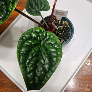 안스리움 럭셔리안스 잎3장 + 신옆