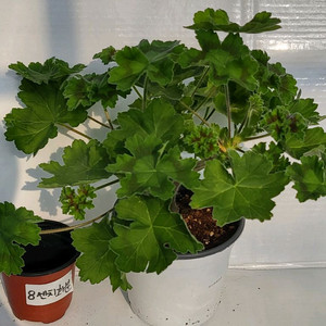 제라늄 대품 인스피레이션,비잔티움,보콤비,엘브루스