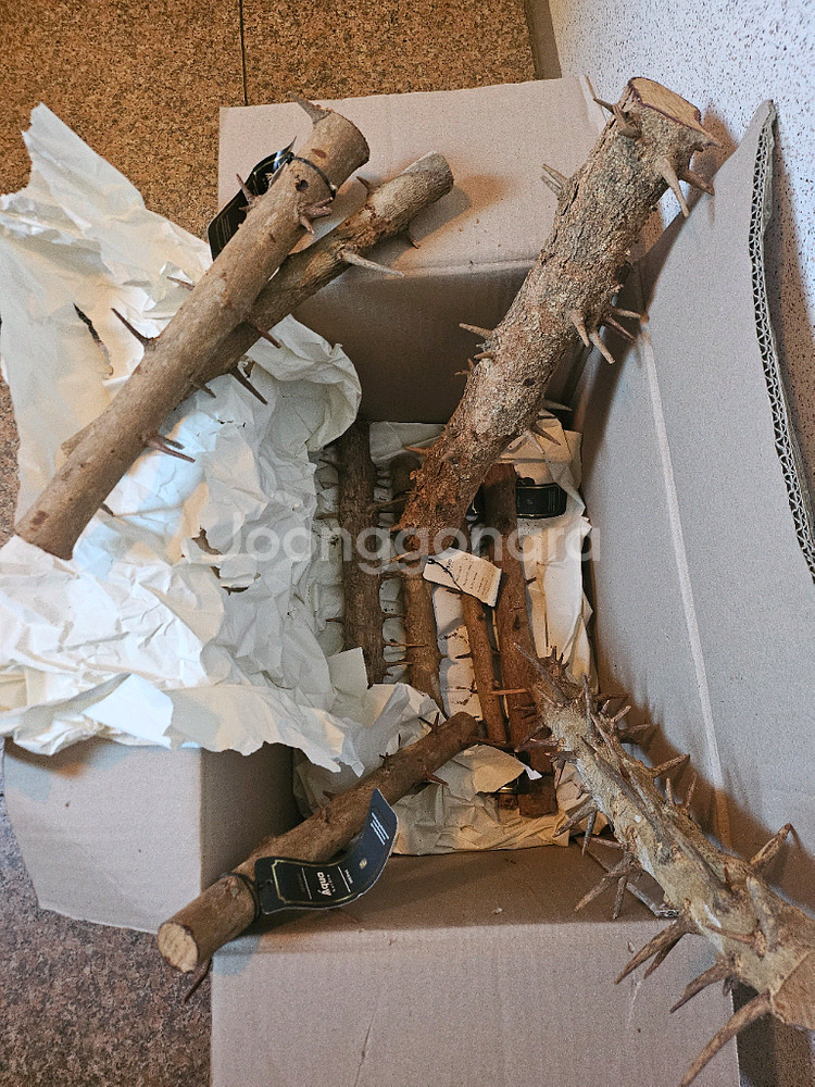 세틀 가시 유목 40센치 이상급 새상품 9개--0