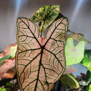 칼라디움 스프링플링