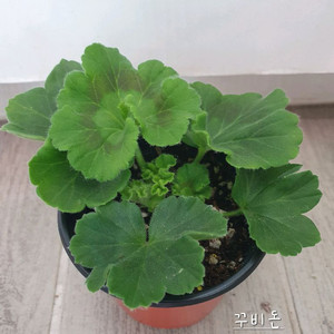 제라늄 꾸비돈 러시아제라늄