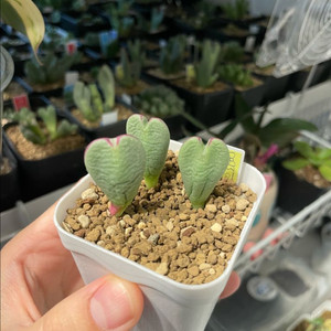 코노피튬 프루텐센스 실생 (3두)