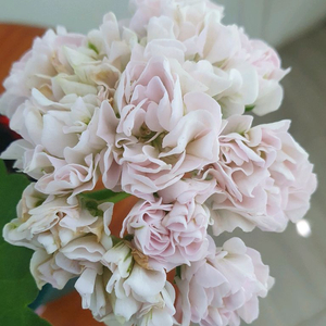 제라늄 밤에뜨는 무지개 꽃대있음