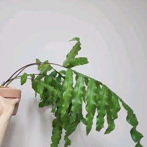 토끼발 고사리 대품