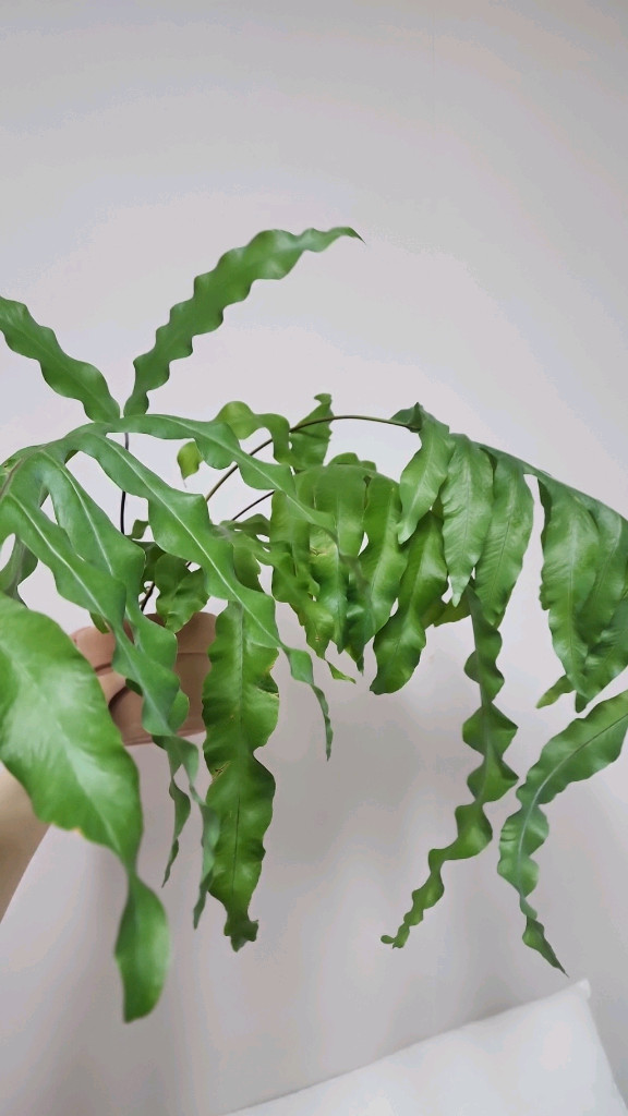 토끼발 고사리 대품--1