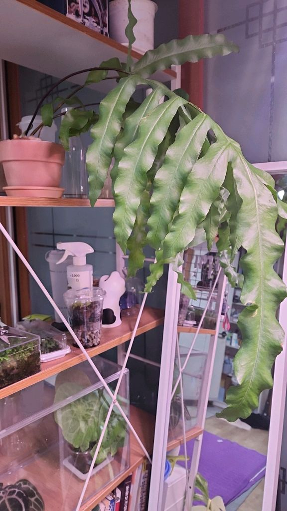 토끼발 고사리 대품--2