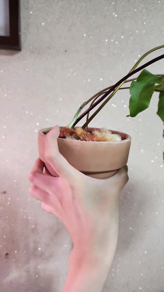 토끼발 고사리 대품--3