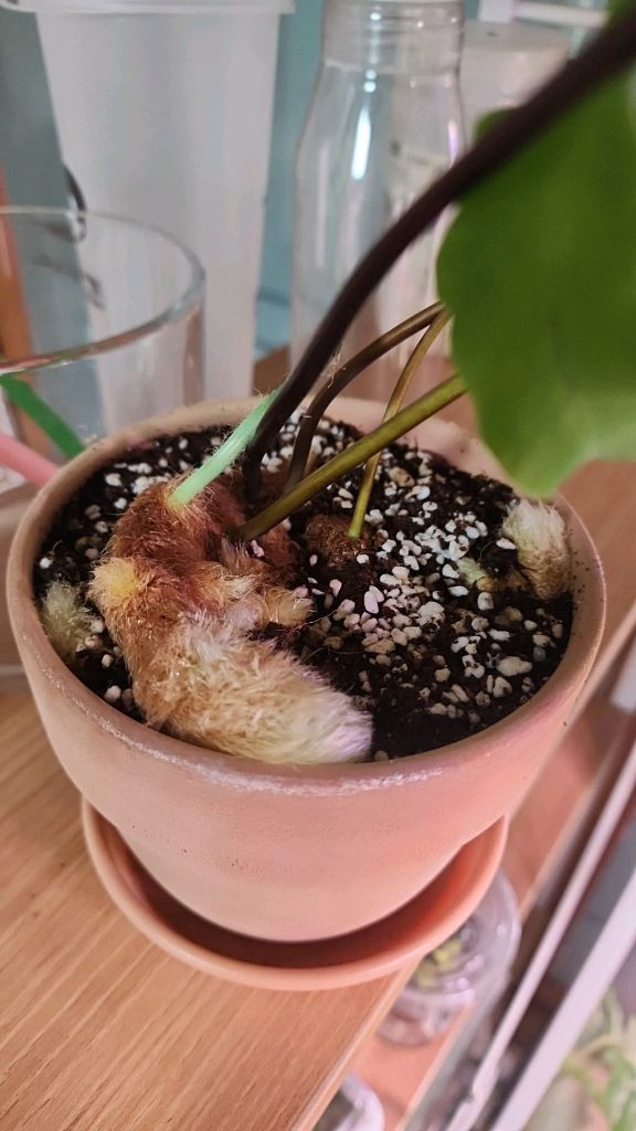 토끼발 고사리 대품--4