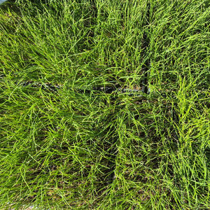 양파모종 이미지