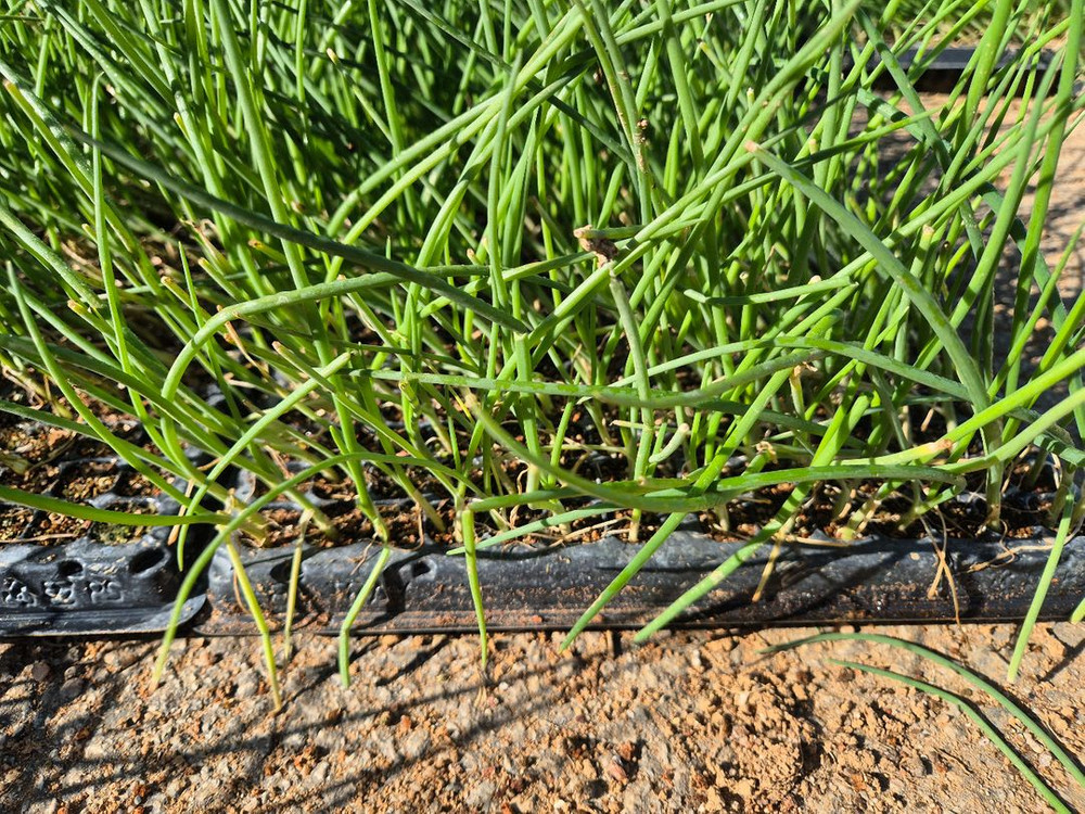 양파모종 이미지