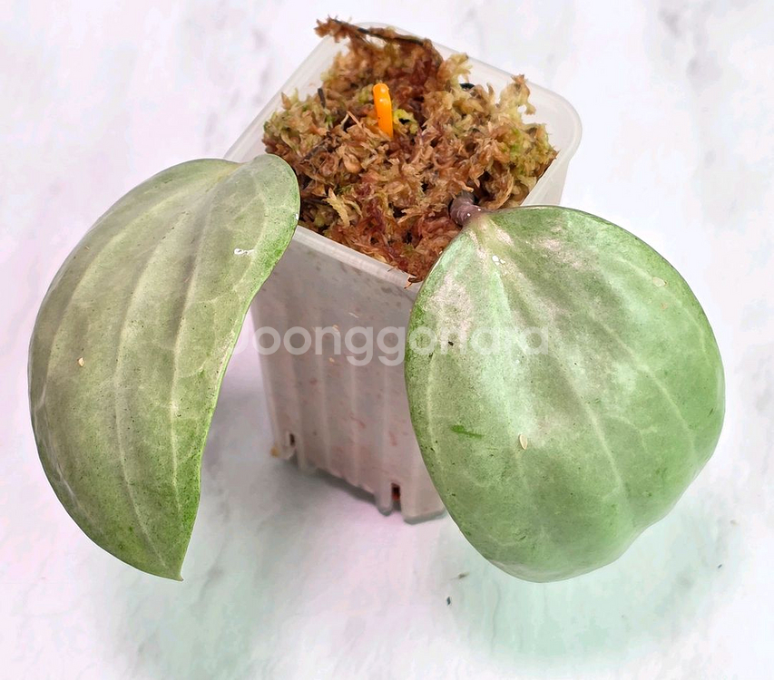 호야 사라왁 민트 (알로x안스x)--0