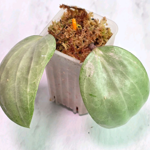 호야 사라왁 민트 (알로x안스x)