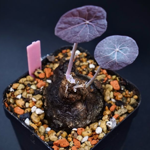 스테파니아노바 아프리카식물 코덱스식물