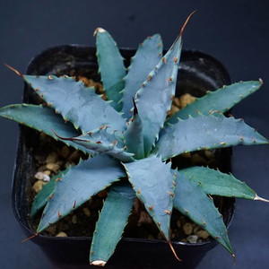 아가베 우타헨시스 아프리카식물 코덱스식물