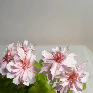 러쉬무어 골든걸 스텔라 제라늄