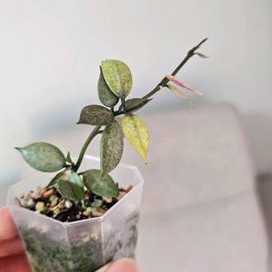 호야 라쿠노사 화이트펄