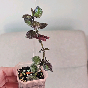 호야 라쿠노사 로열플래쉬