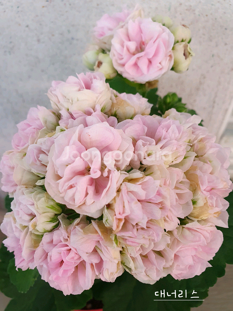 제라늄 3종 대너리스,타아나타샤,U그루쉰카--0