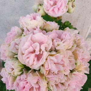 제라늄 3종 대너리스,타아나타샤,U그루쉰카