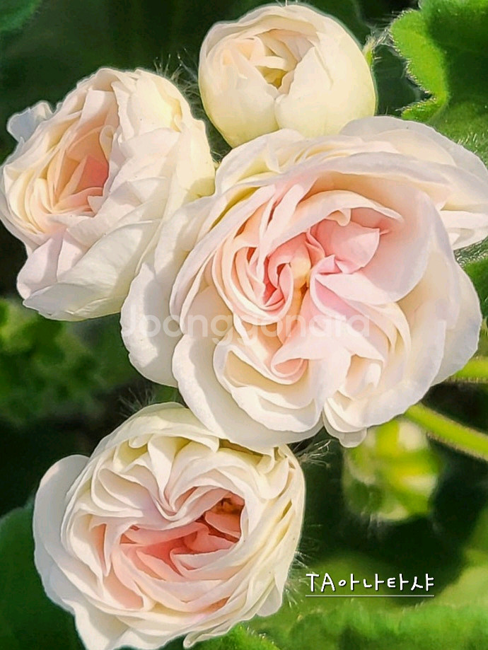 제라늄 3종 대너리스,타아나타샤,U그루쉰카--1