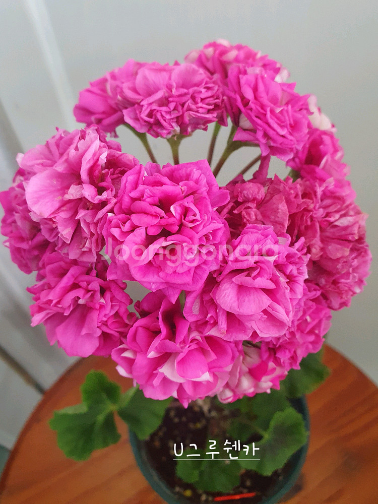 제라늄 3종 대너리스,타아나타샤,U그루쉰카--2