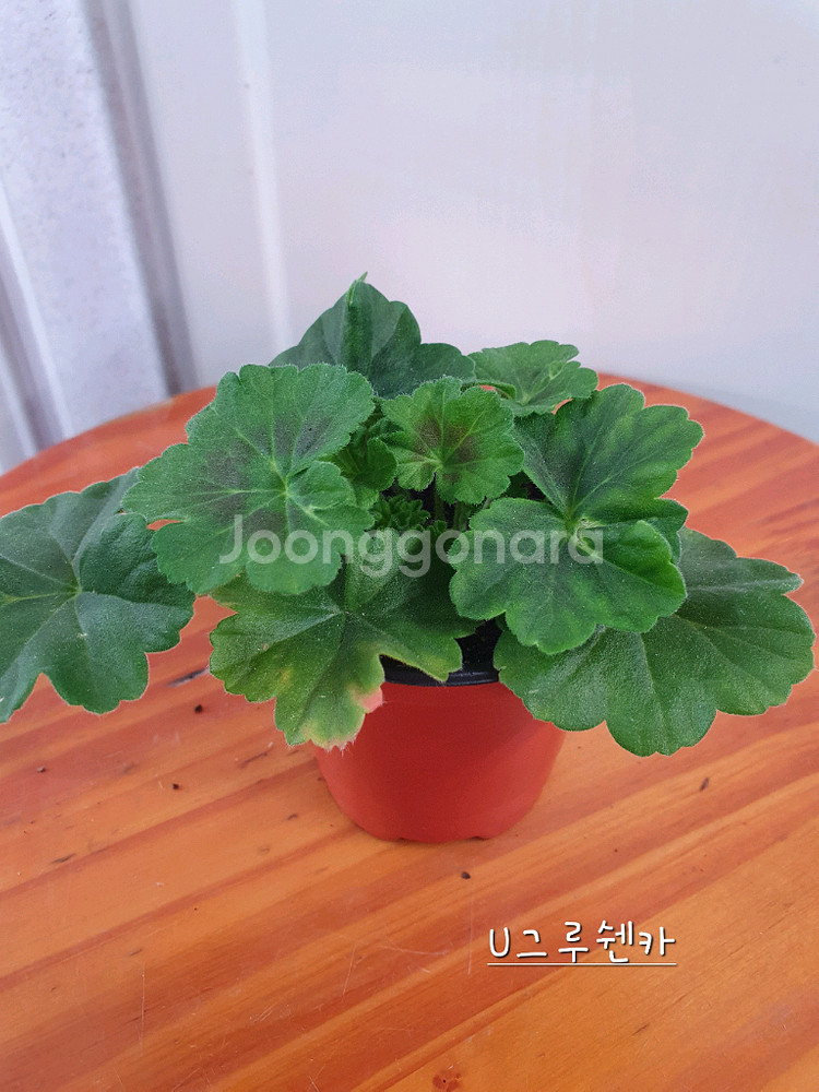 제라늄 3종 대너리스,타아나타샤,U그루쉰카--3