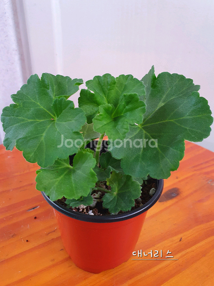 제라늄 3종 대너리스,타아나타샤,U그루쉰카--5