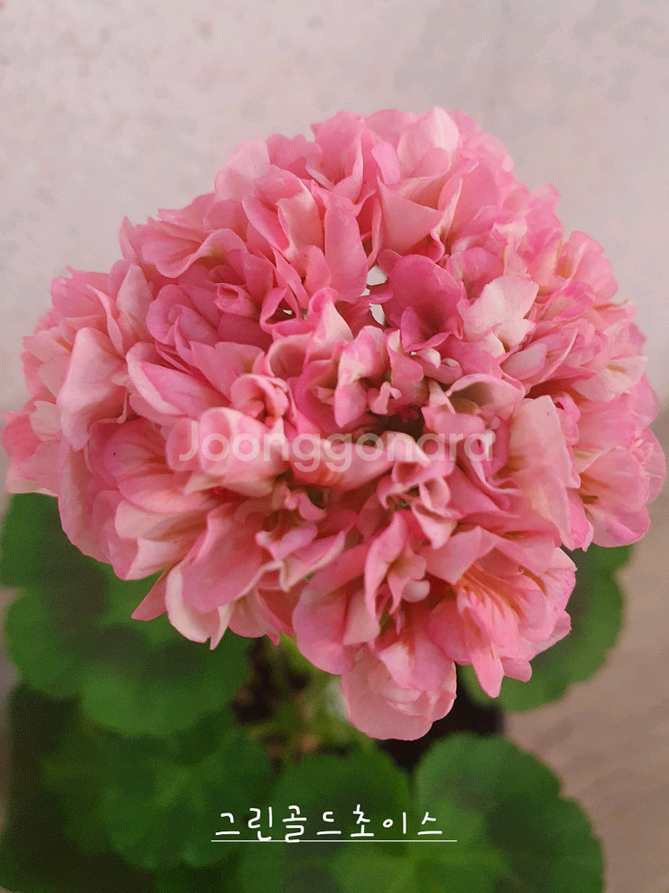 제라늄 4종 종이밥뽀롱마미님변종,셀레스트줄리아 러시아,빛부케, 더그린초이스 꽃대있음--2