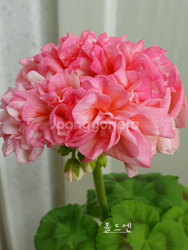 제라늄 4종 또송빛,빛나빛,리조이스블러섬,볼드엔--3