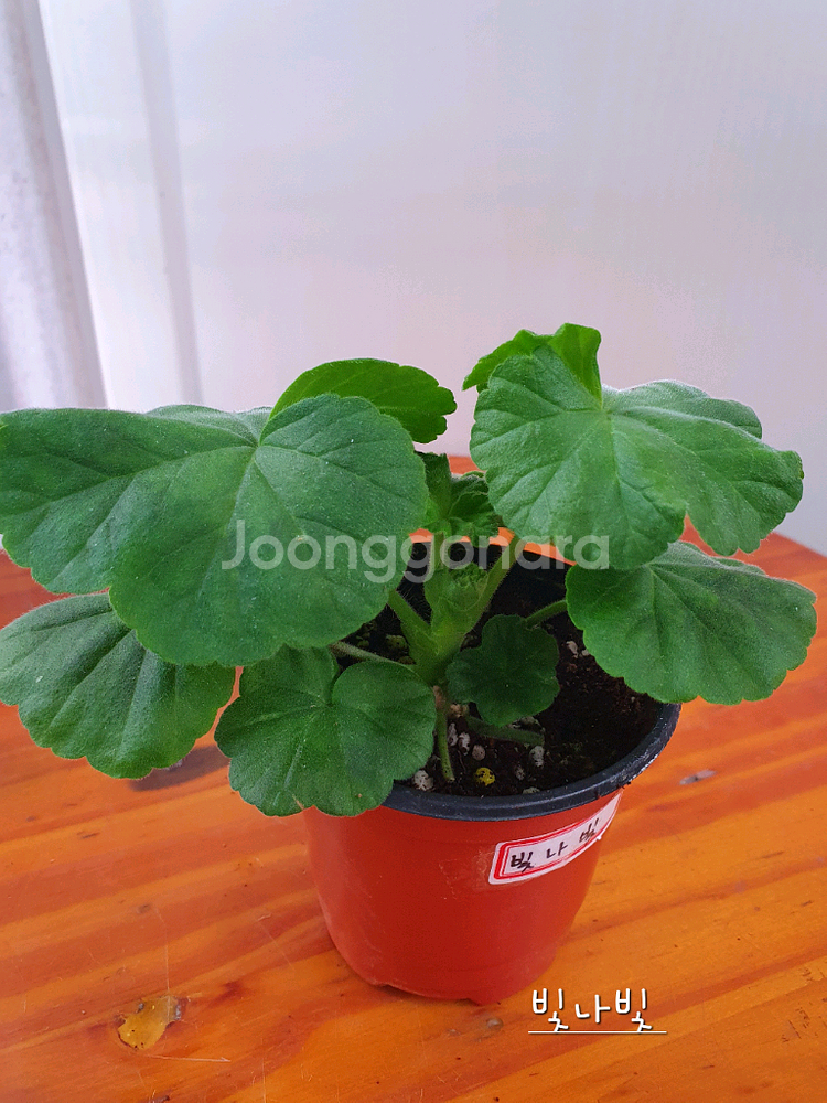 제라늄 4종 또송빛,빛나빛,리조이스블러섬,볼드엔--5