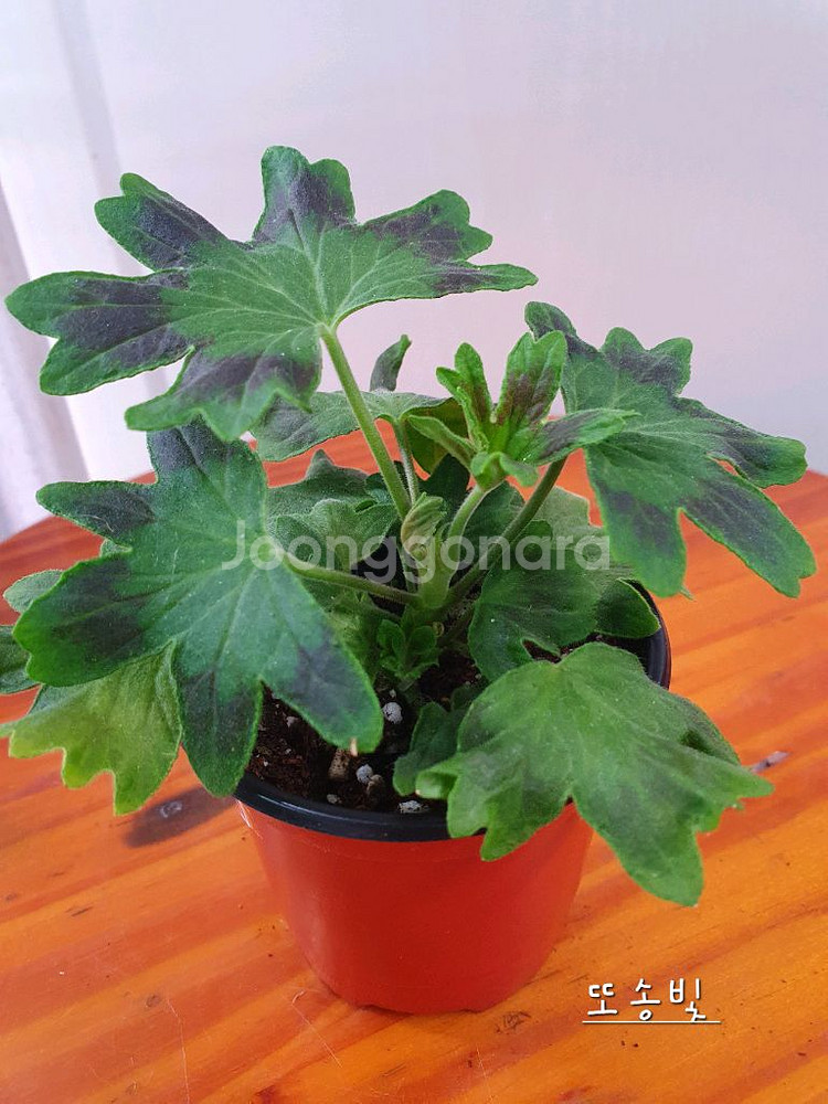 제라늄 4종 또송빛,빛나빛,리조이스블러섬,볼드엔--4