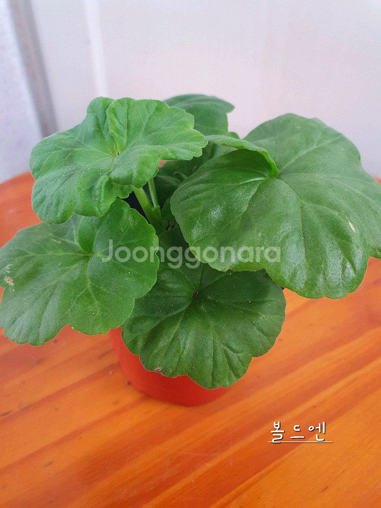 제라늄 4종 또송빛,빛나빛,리조이스블러섬,볼드엔--7