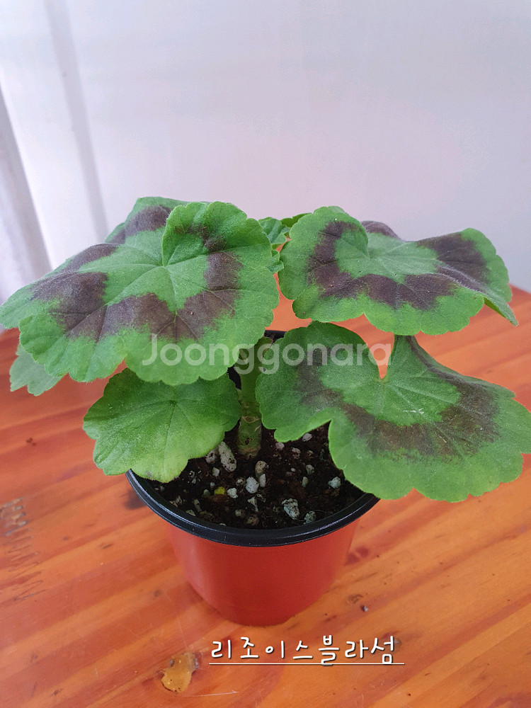 제라늄 4종 또송빛,빛나빛,리조이스블러섬,볼드엔--6