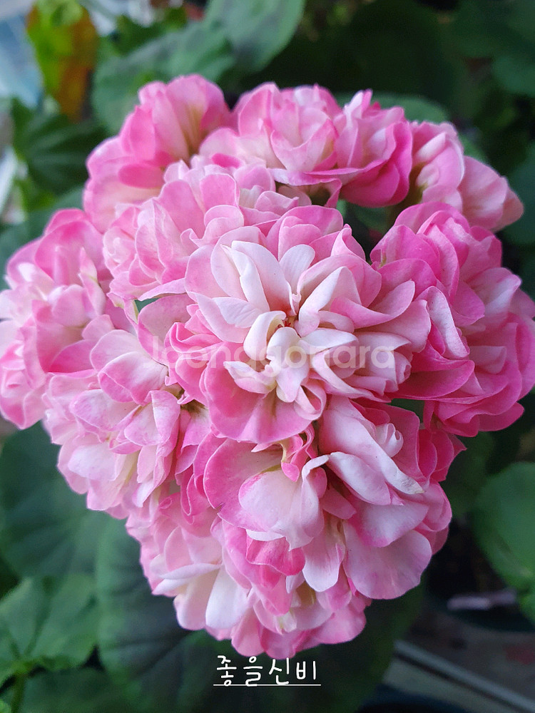 제라늄 4종 프릴프릴스윗,홍옹주,송살구,좋을신비--3