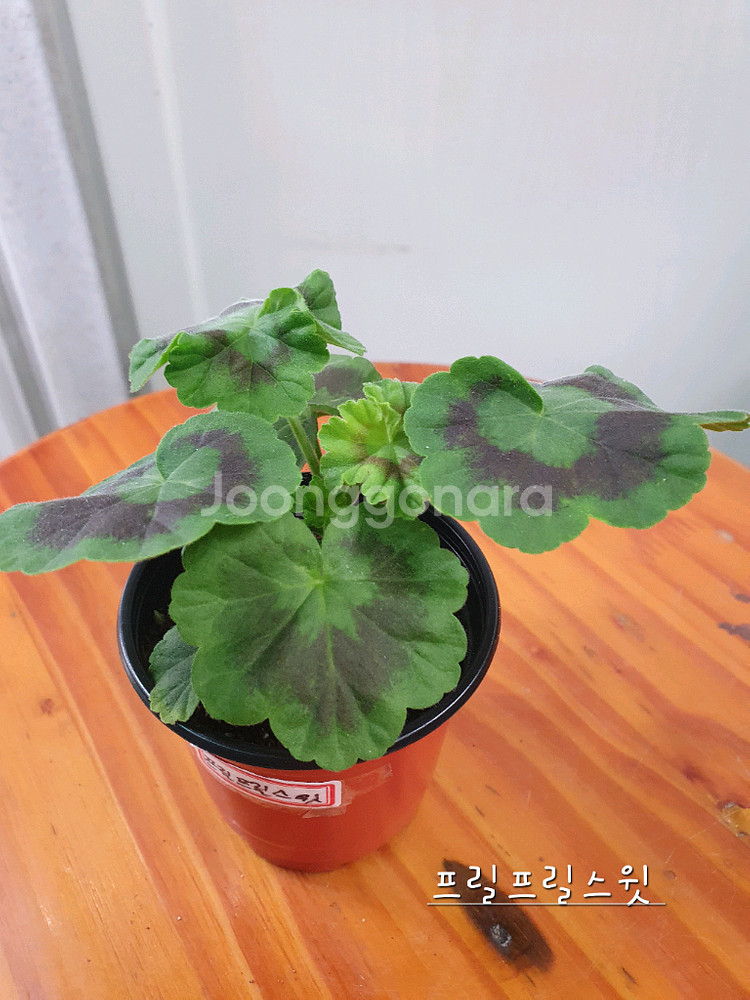 제라늄 4종 프릴프릴스윗,홍옹주,송살구,좋을신비--4